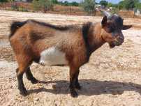 Cabrito Anão 6 meses