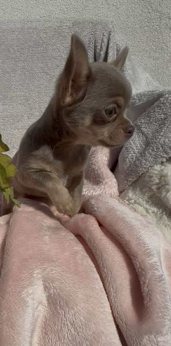 Chihuahua piesek lilac tan