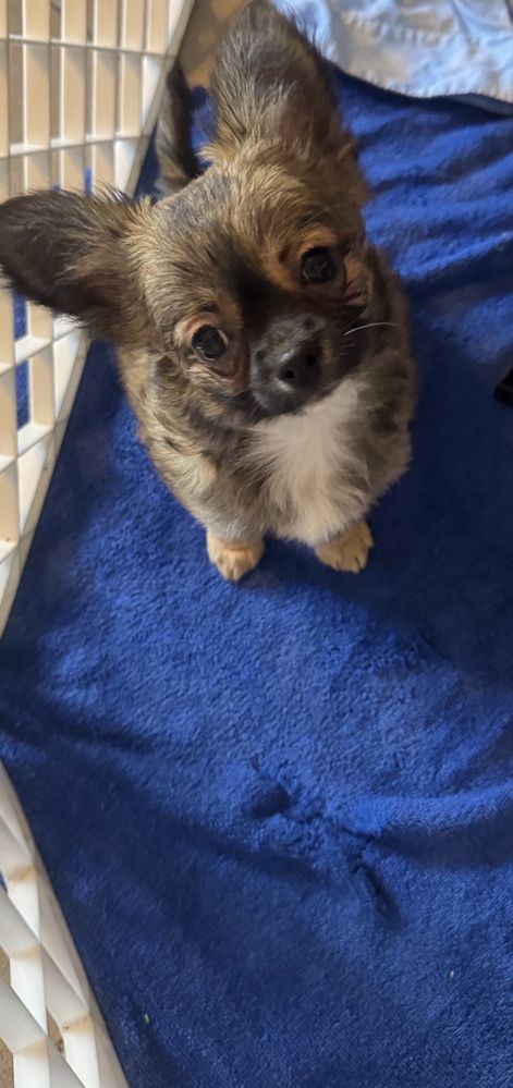 Chihuahua piesek