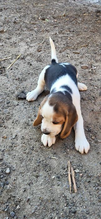 Beagle szczeniak SPRZEDAM
