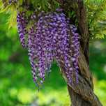 Glicynia kwiecista 'Ludwik Lawin' (Wisteria floribunda) Ludwig 2L