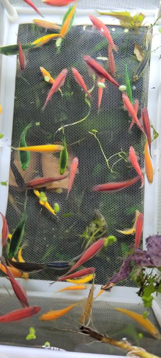 Sprzedam danio pręgowane