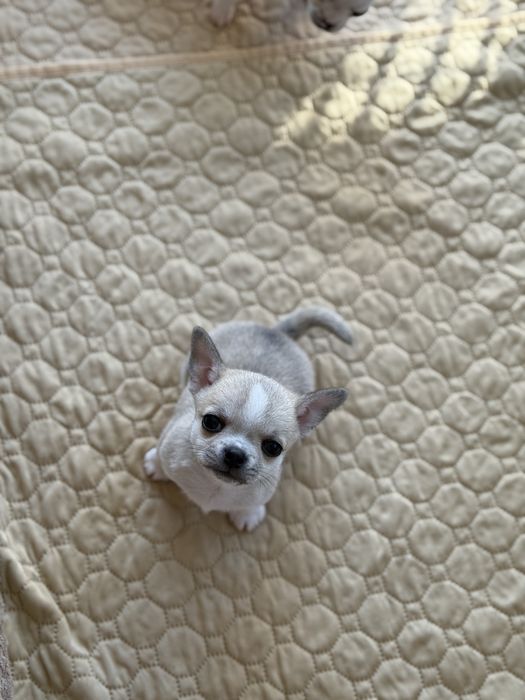 Chihuahua krótkowłosy