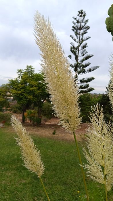 Flores secas decorativas – ramos de plumas