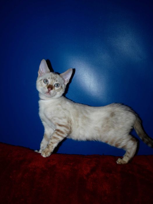 Бенгальские котята снежного окраса . Мальчики и девочки. Документы.