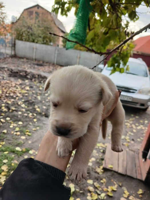 Віддам у добрі руки цуценята