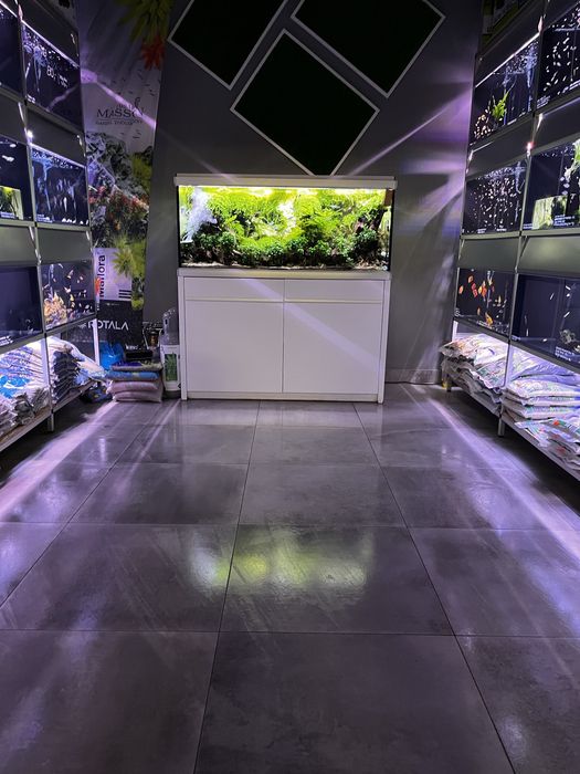 Anubias barteri var. Glabra invitro MASSON