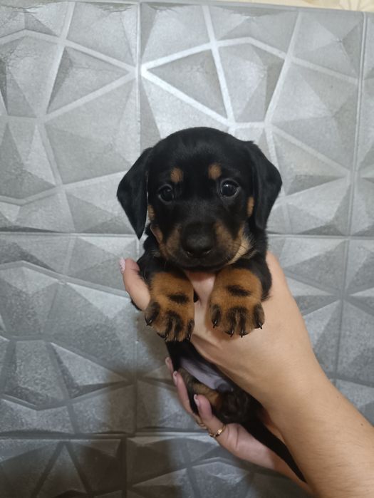 Продам щенков Таксы