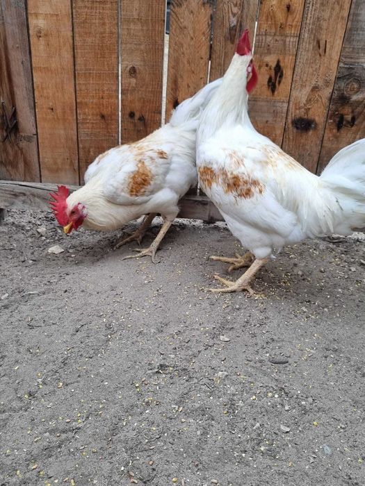 Galos do campo brancos