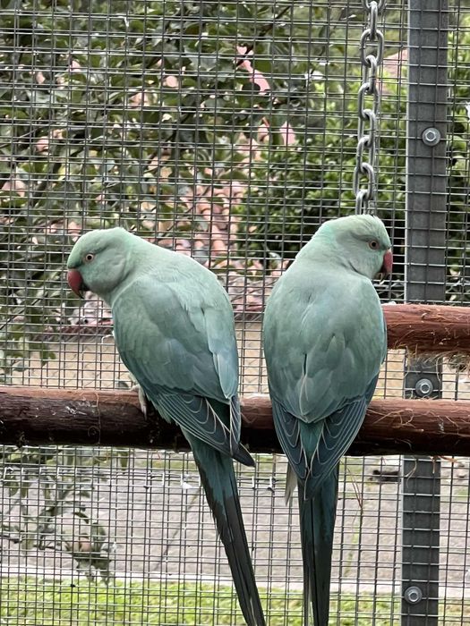 Ring necks  2025 ótimo preço para o lote