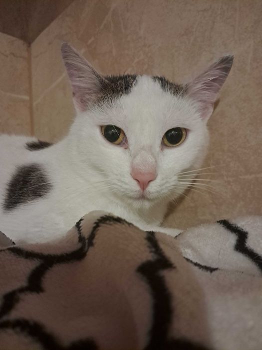 Delikatna Lara szuka domu