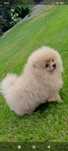 Pomeranian  słodki piesek