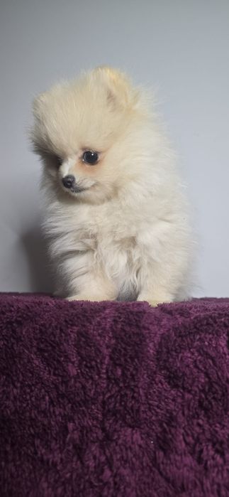 Szpic miniaturowy pomeranian