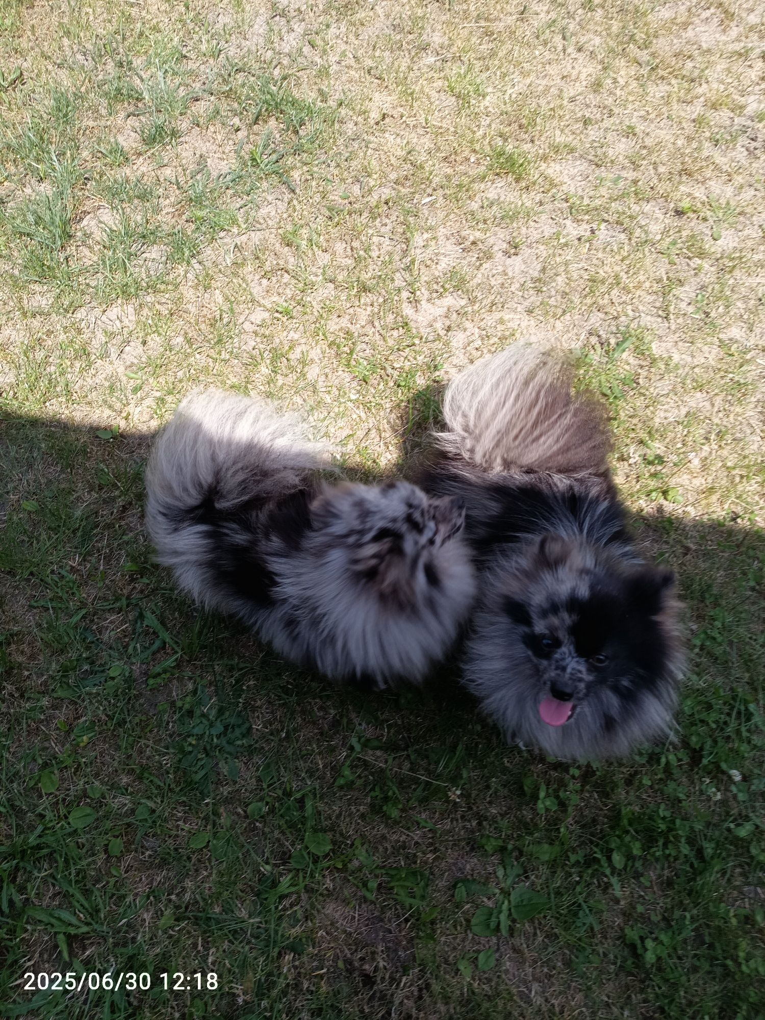 Szpic Mały - dziewczynka Blue Merle