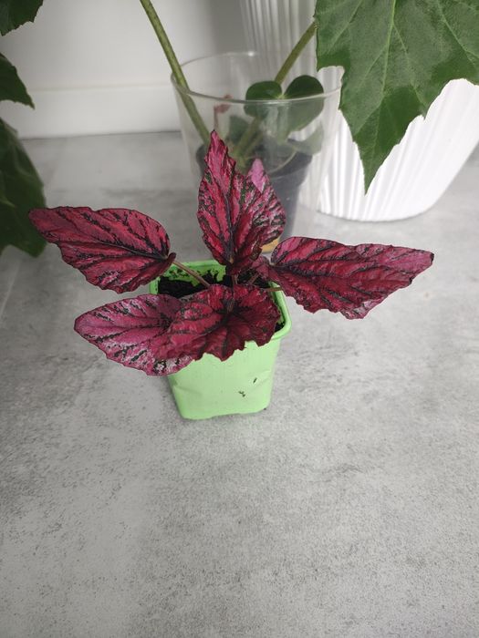 Begonia Rex Pink sadzonka