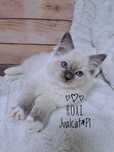 RAGDOLL Kotka koteczka blue mitted Rodówod FPL do ODBIORU
