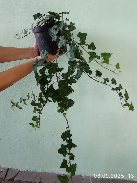 Продам вічно зелений плющ