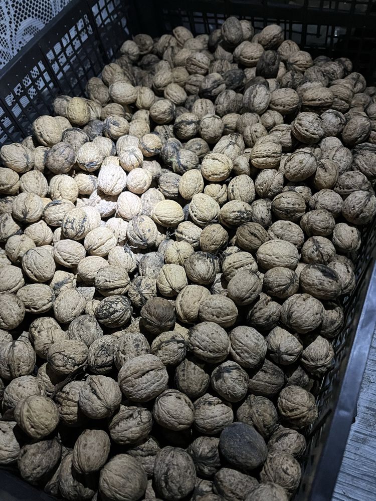 Orzechy włoskie 12 kg własny zbiór tegoroczne wysuszone