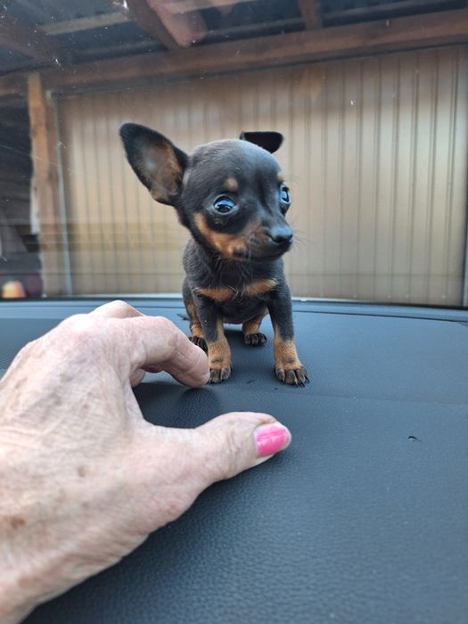 Ratlerek krysalik prawdziwa unikatowa miniaturka