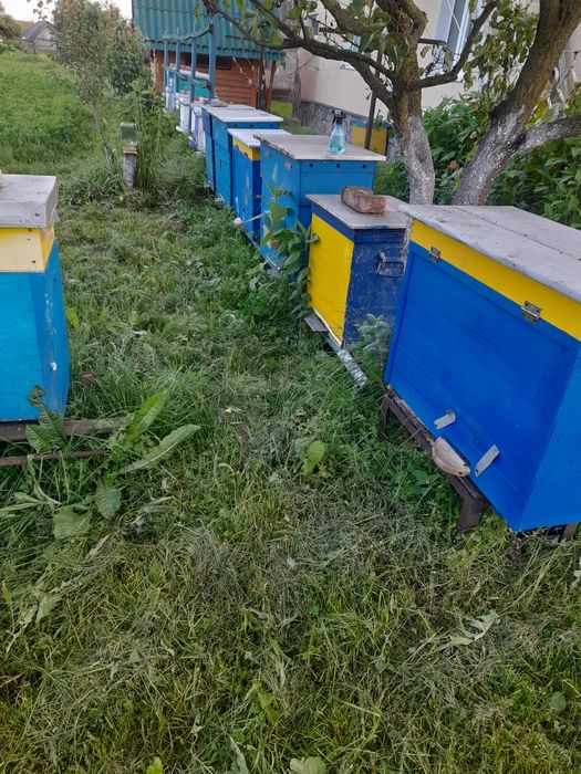 Продам пасіку, бджоли