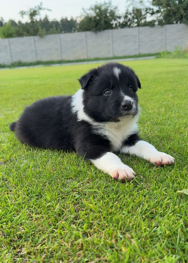 Border collie szczeniak