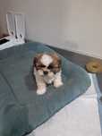 Shih tzu szczeniaczki