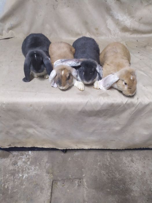 Кролі Французький баран