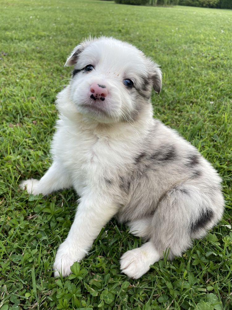 Piesek Border Collie blue merle