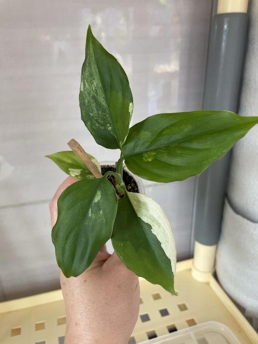 Монстера Тайське Сузірʼя, Aглаонема