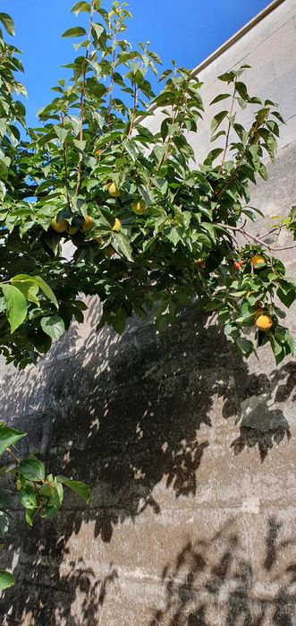 Venha colher dióspiros, zona de Fafe e Felgueiras