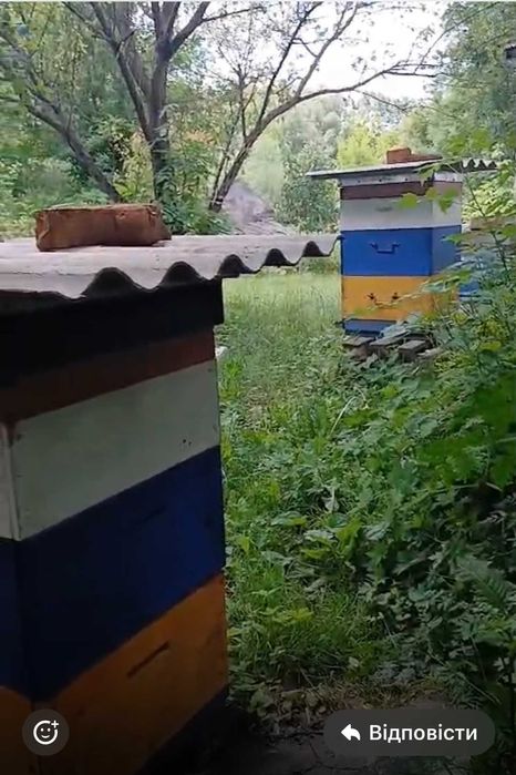 Продам пасіку з робочими бджолосім'ями