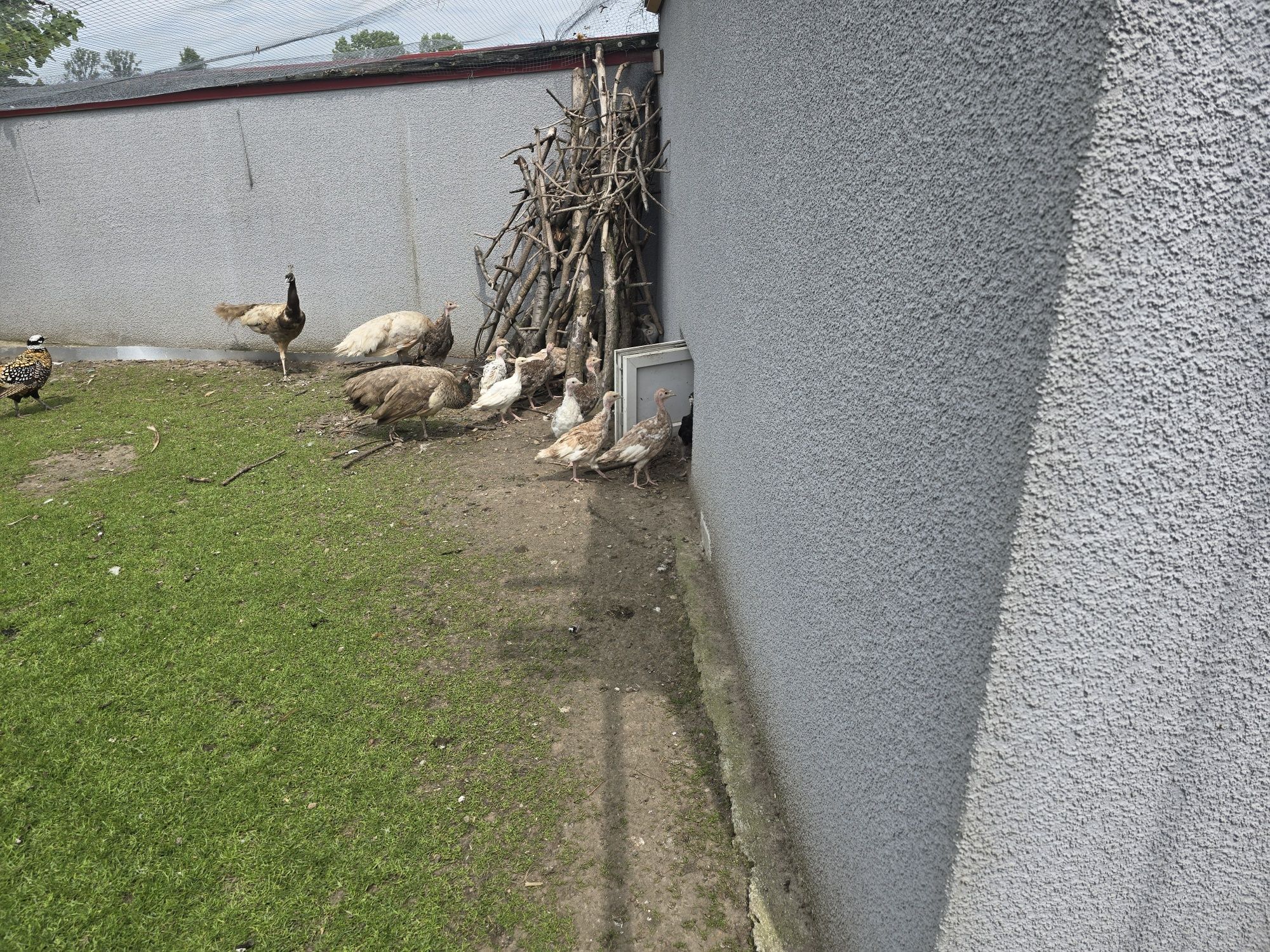 Indyki mlode na sprzedaz