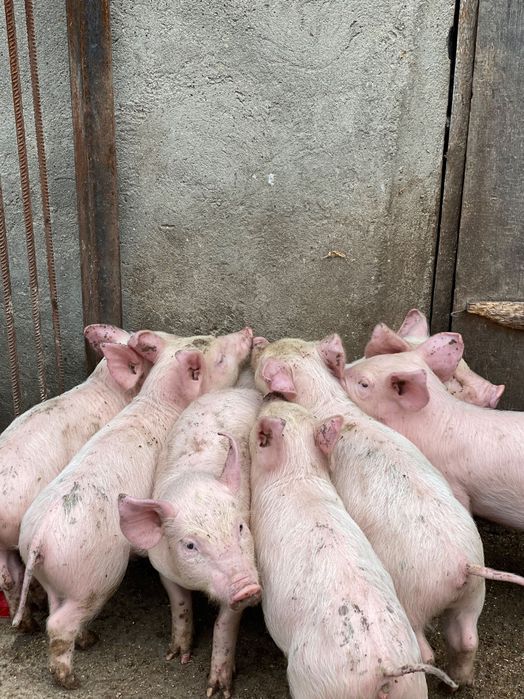 Продам поросят , вік - 2 місяці