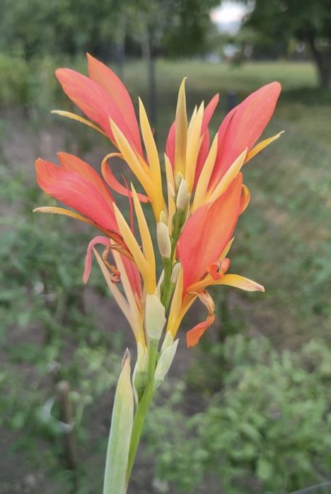 Kanna paciorecznik żółto pomarańczowy