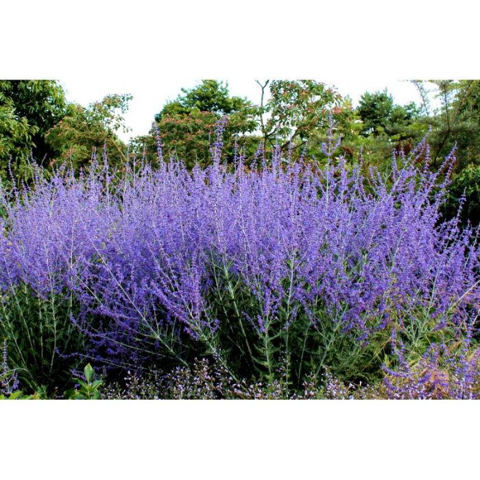 Perowskia - Perovskia  (rosyjska szałwia) jak lawenda DUŻE sadzonki