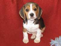 Beagle Tricolor Porte Pequeno com LOP/Pedigree/Afixo