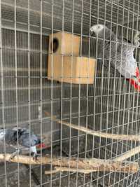 Casal papagaios cinzentos com gaiola e ninho