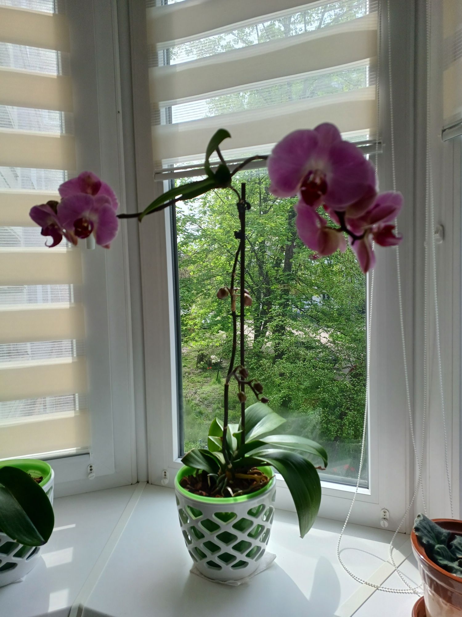 Продам орхидею,домашняя,выращенная с любовью