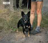 2 letni, 9 kg, Krecik przyjazny adopcja za darmo oddam