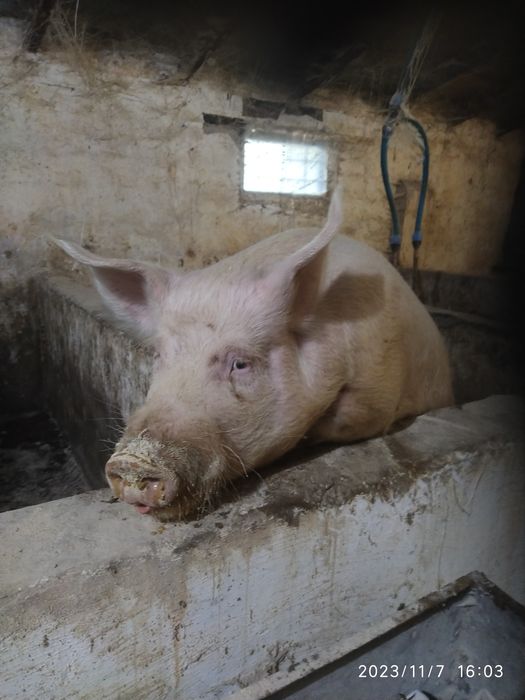 Продам кнура , велика біла