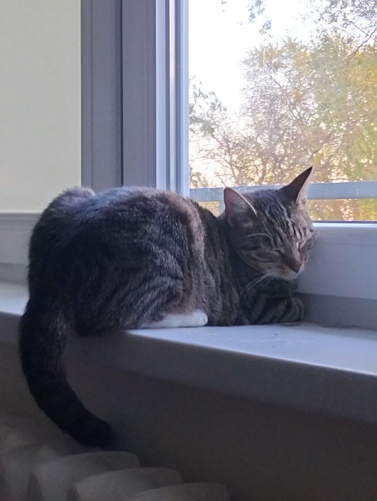 oddam kotkę w dobre ręce