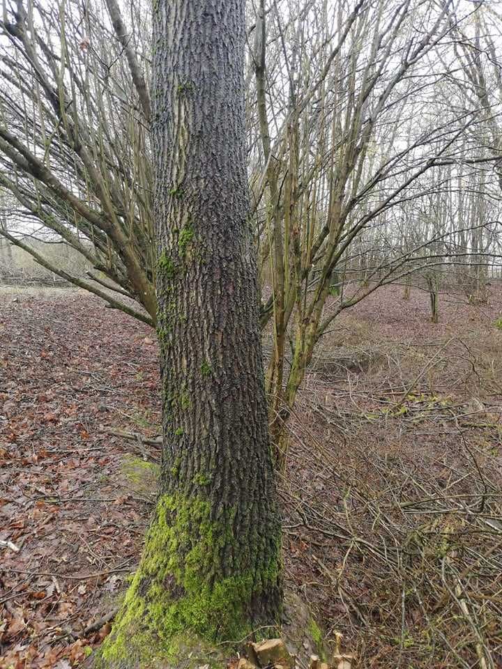 Dąb , Jesion kłoda dębowa