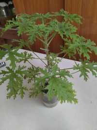 Пеларгония душистая, /Pelargonium graveolens /