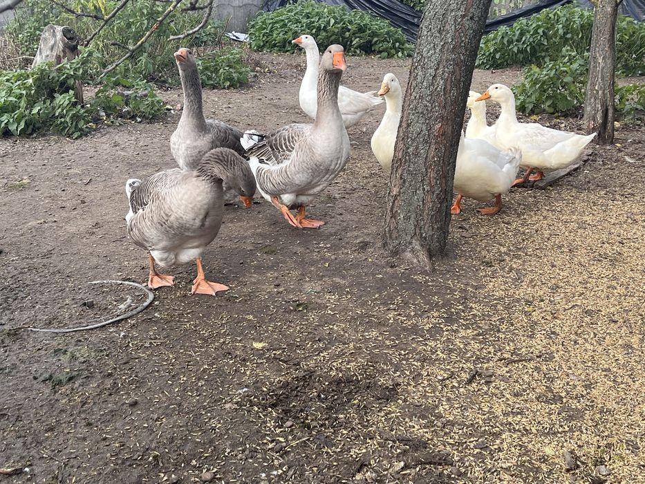 Kaczki / gesi sprzedam
