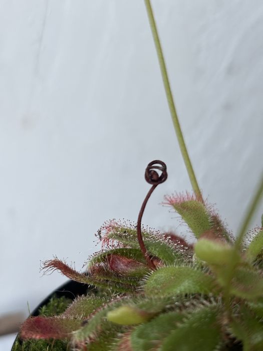 Roślina owadożerna rosiczka Alicji Drosera Aliciae