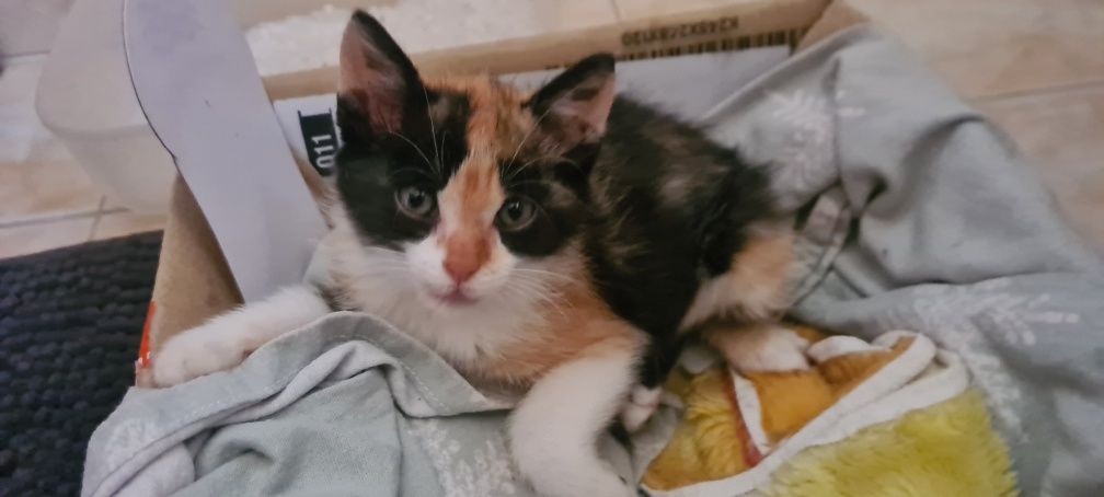 Gatinha (pensamos ser) para adoção