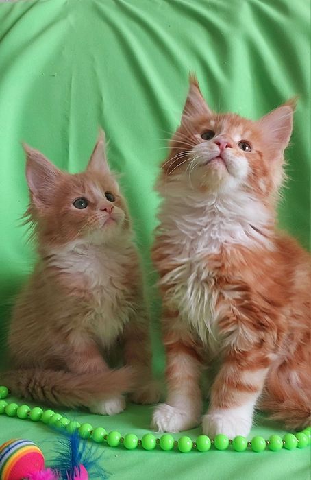 Мейн-куни  - чистопородні велетні