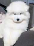 samoyed, suczka, KLASY WYSTAWOWEJ, Sesto Senso, już do odbioru !