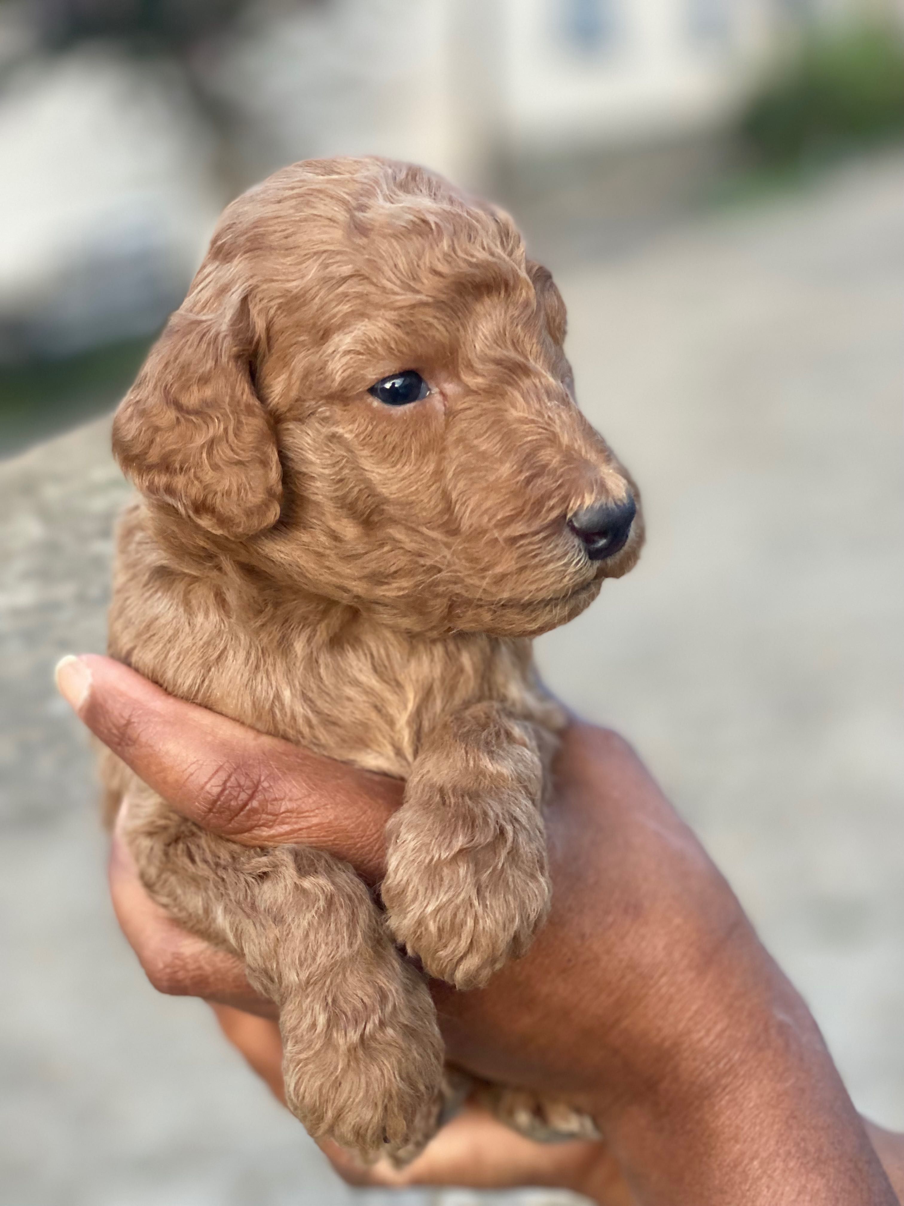 Linda bebê de Poodle Standard procura novo dono!!!