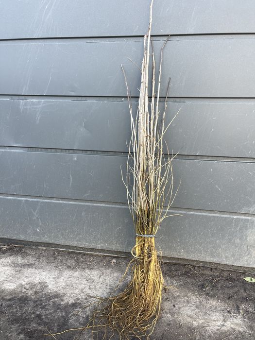 Morwa czarna i biała  sadzonki sortowane.